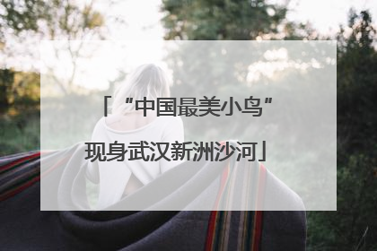 “中国最美小鸟”现身武汉新洲沙河